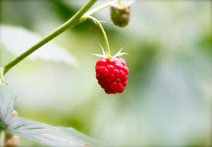 枝头红嫩树莓特写