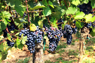 葡萄藤上挂满紫葡萄