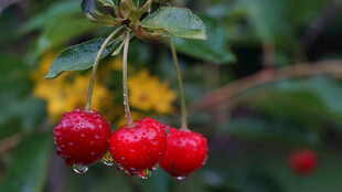 带水珠的红樱桃