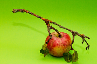 带枝红苹果特写