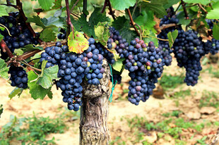 葡萄藤上的饱满紫葡萄