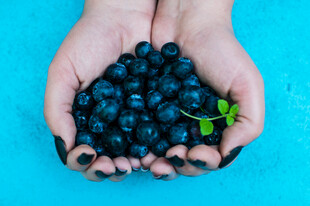 双手捧起新鲜蓝莓