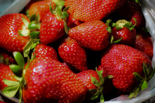 新鲜饱满的红颜草莓