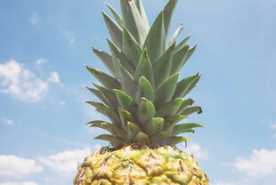 蓝天背景下的新鲜菠萝