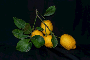 新鲜柠檬带绿叶特写