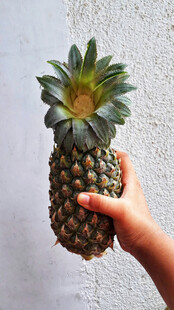 手托新鲜菠萝