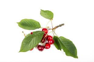 鲜红灯笼樱桃带绿叶枝