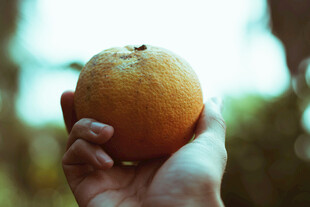 手捧新鲜橙子特写