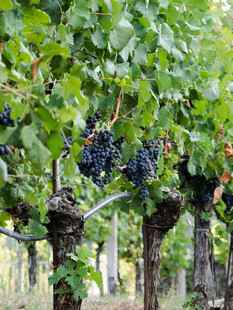 葡萄园中的成熟紫葡萄