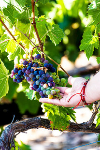 手触葡萄藤上紫葡萄