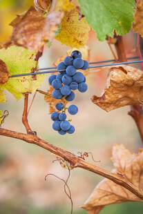 葡萄藤上的成熟紫葡萄