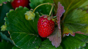 成熟草莓挂于绿叶间