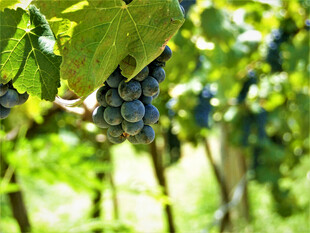 葡萄藤上饱满的紫葡萄