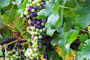 成熟葡萄挂在翠绿藤蔓上