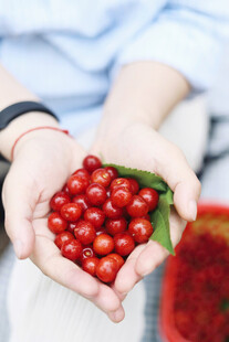 手捧鲜红樱桃果实