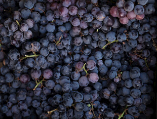 饱满紫葡萄特写
