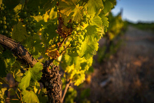 夕阳下的葡萄园美景