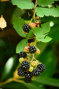 枝头饱满的黑桑葚果实