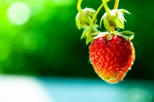 鲜红饱满的垂挂草莓