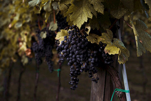 葡萄藤下的紫葡萄串