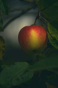 枝头红苹果