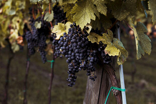 葡萄藤上饱满的紫葡萄