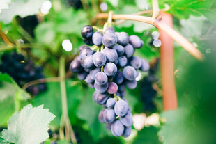 葡萄藤上饱满紫葡萄