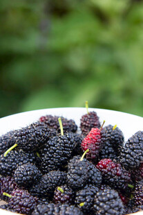满满一盘紫黑桑葚