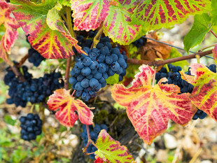 秋日葡萄与斑斓叶片