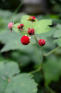红果绿叶的野生树莓