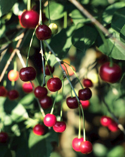 枝头红樱桃挂满