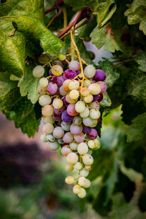 多彩葡萄挂枝头