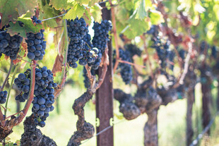 葡萄藤上饱满的紫葡萄