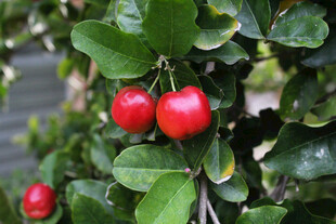 枝头红果绿叶相映成趣