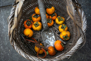 篮子里的多彩柿子果实