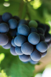 饱满紫葡萄特写