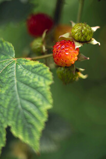 成熟树莓与绿叶特写