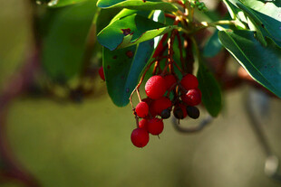 红果挂枝绿意间