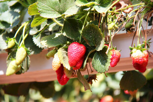 悬挂的新鲜成熟草莓