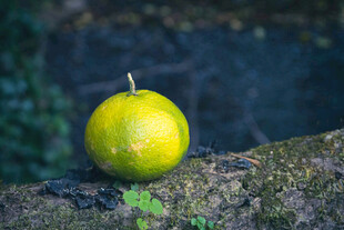 黄果静置于斑驳树桩上