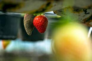 鲜红草莓挂于枝叶间