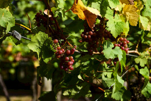 葡萄藤上的成熟紫葡萄