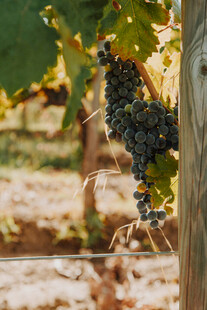 葡萄藤上的成熟紫葡萄