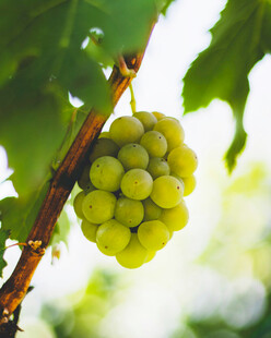 枝头青葡萄