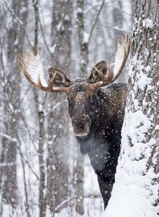 雪中驼鹿于林间