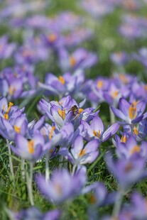 紫色番红花绽放的美丽