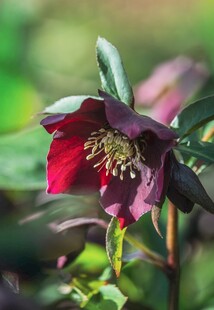 深红嚏根草特写