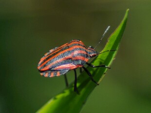 多彩昆虫栖息绿叶