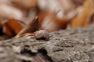 树干上的小蜗牛