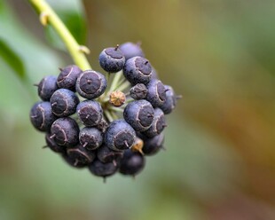 黑紫色浆果特写